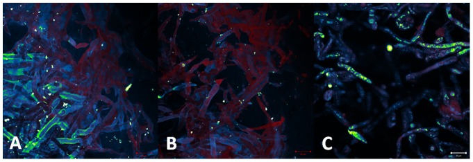 Figure 13