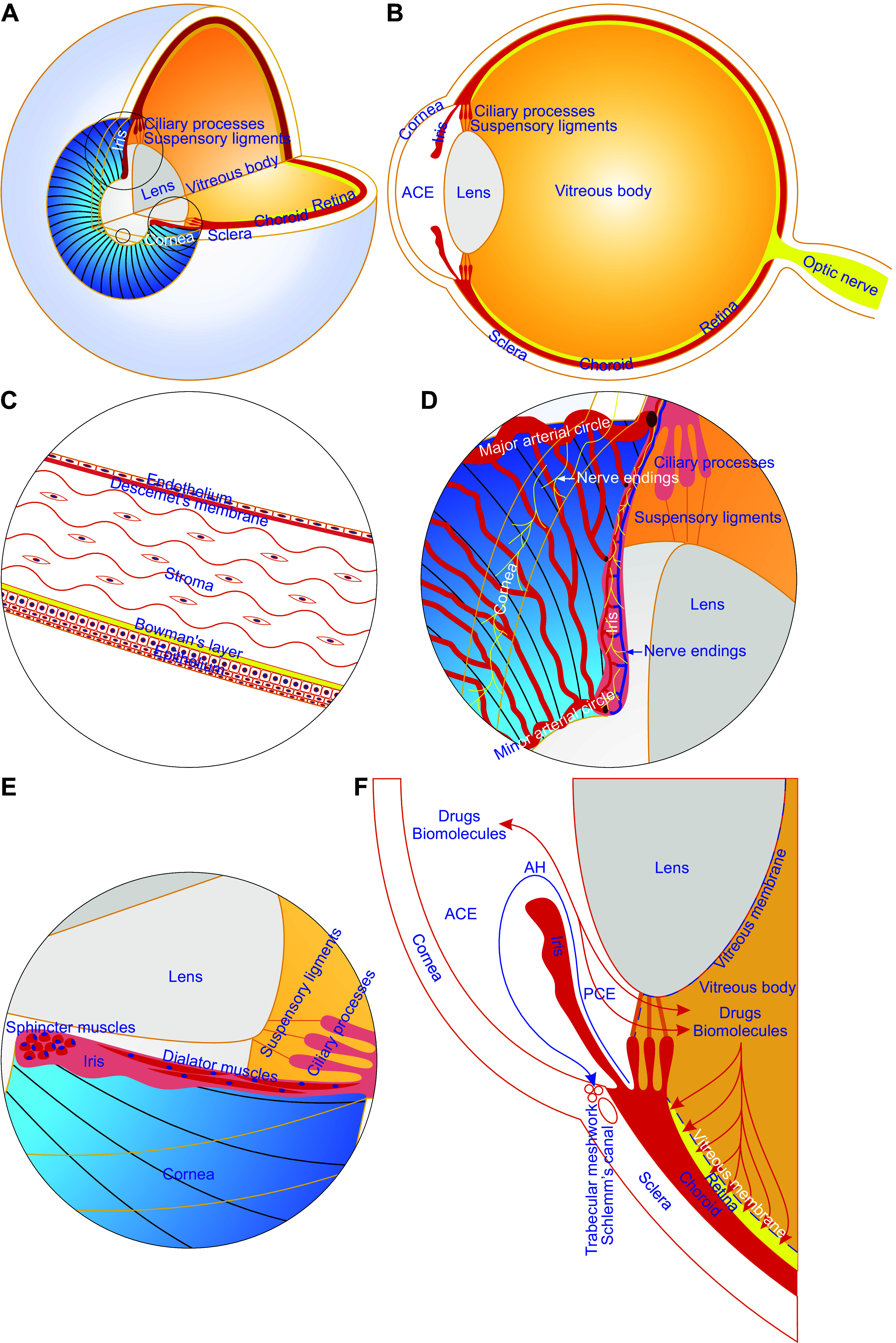 FIGURE 1.