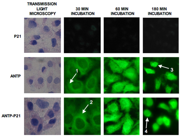 Figure 2 