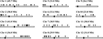 Figure 3.—