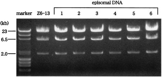 FIG. 5.