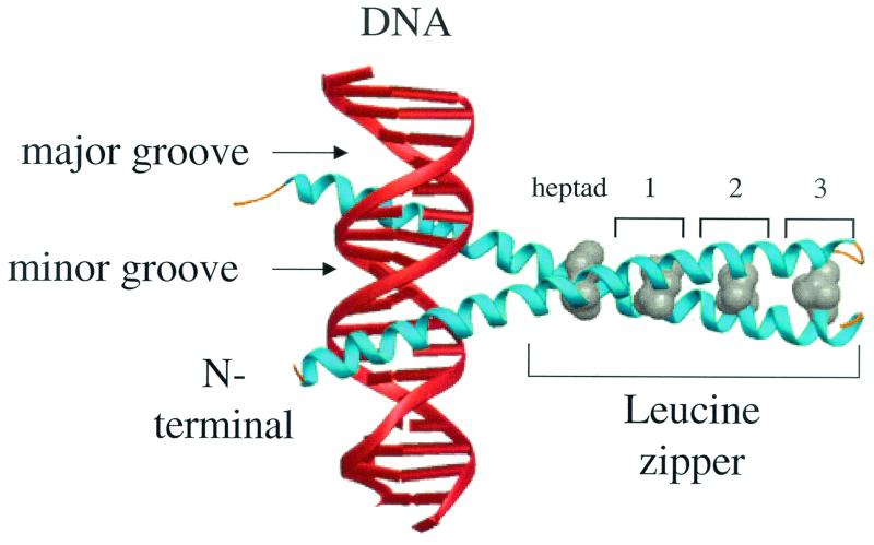 FIG. 1.