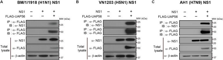 FIGURE 2