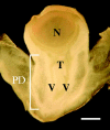 F<sc>ig</sc>. 2.