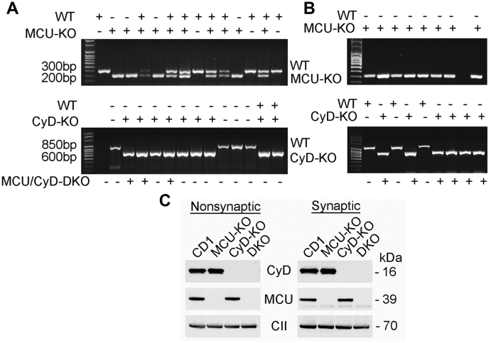 Figure 1