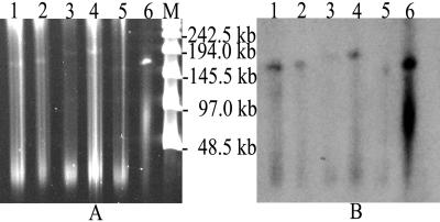 FIG. 2.