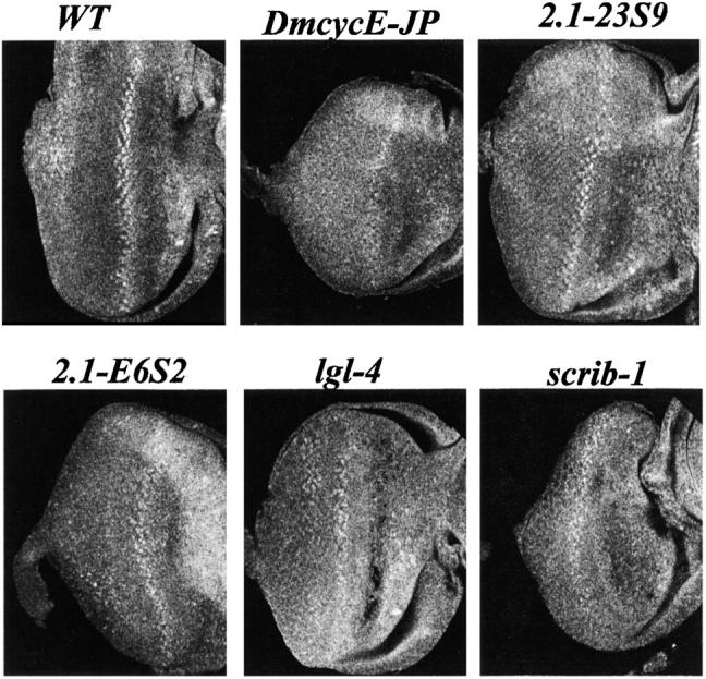 Figure 3.—