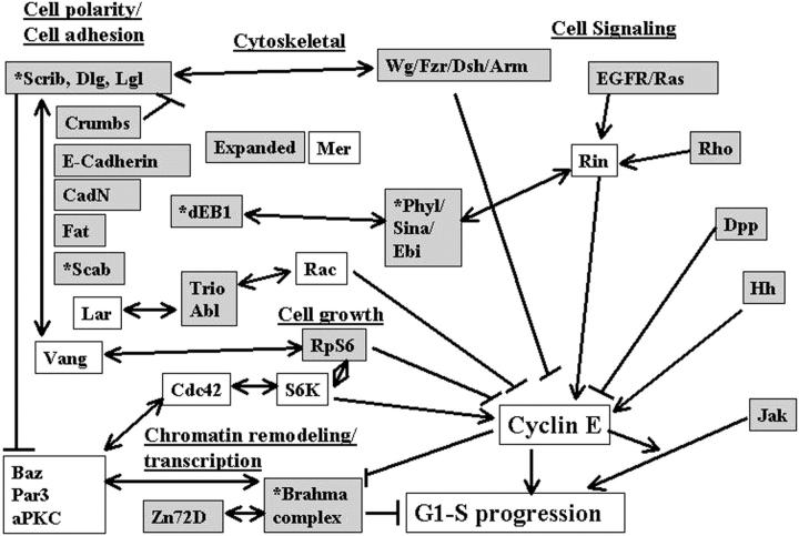 Figure 4.—