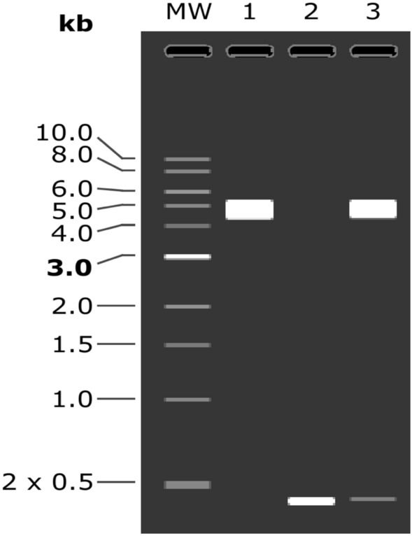 Fig. 10