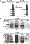 FIG. 8.