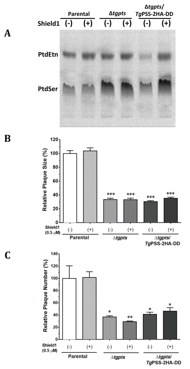 Fig 7