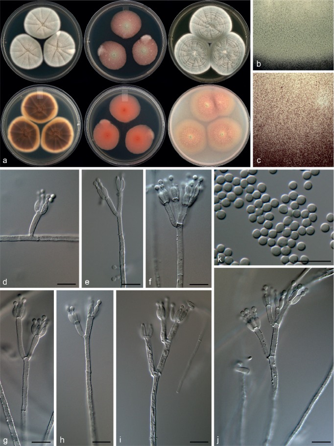 Fig. 19