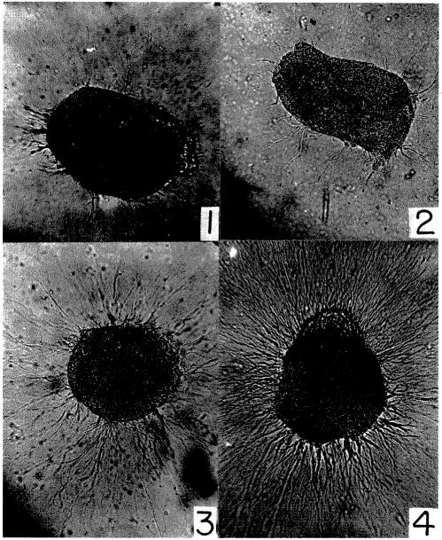 graphic file with name pnas00737-0145-a.jpg