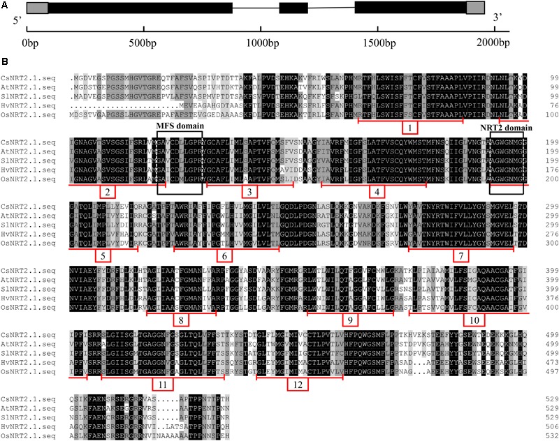 FIGURE 1