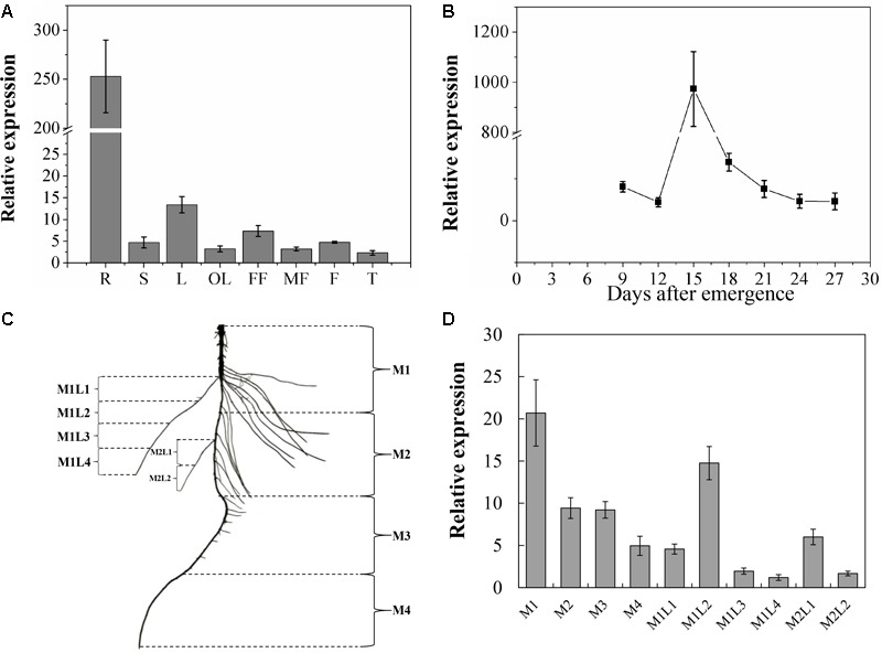 FIGURE 4