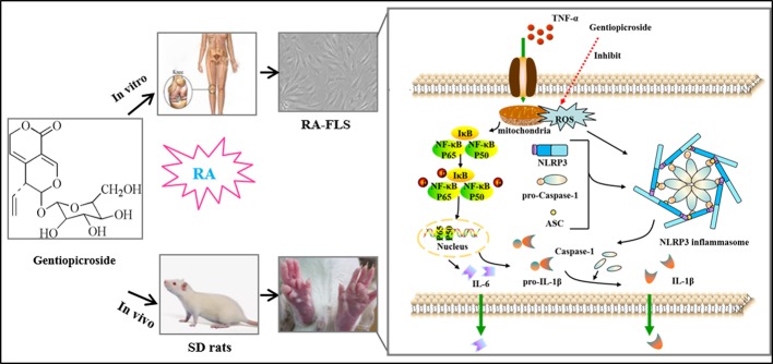 Graphical Abstract