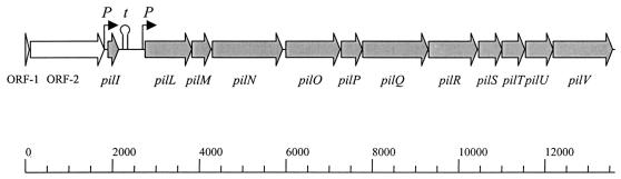 FIG. 1.