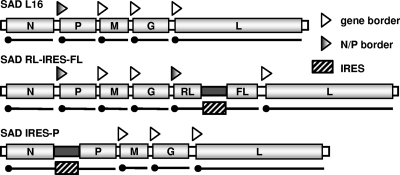 FIG. 1.