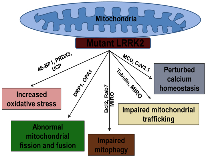 Lrrk2 And Mitochondria: Recent Advances And Current Views - Pmc