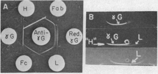 graphic file with name pnas00161-0173-a.jpg