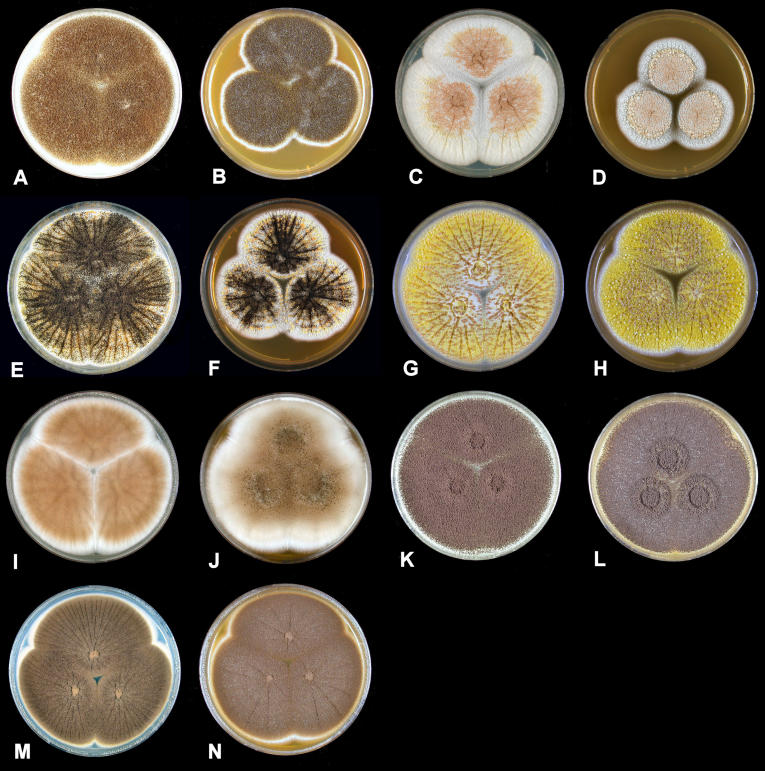 Fig. 2.