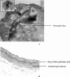 Fig. (3)