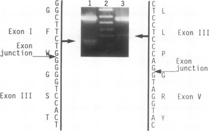 graphic file with name pnas01071-0332-a.jpg