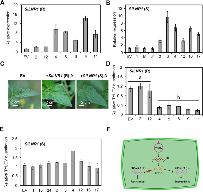 Fig 6