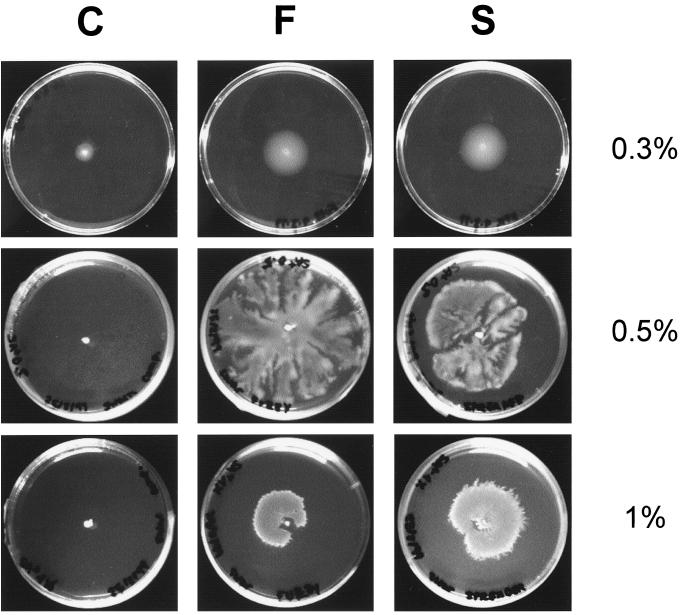 FIG. 2.