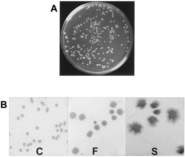 FIG. 1.