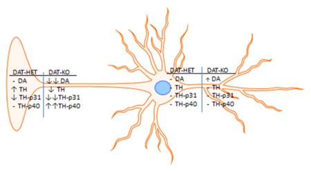 graphic file with name nihms795482u1.jpg