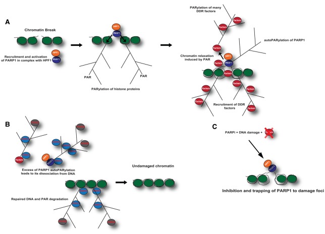 Figure 1.