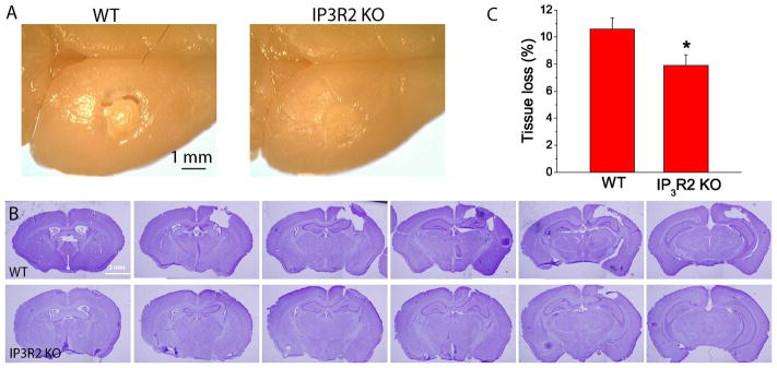 Fig. 6