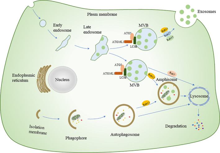 FIGURE 4