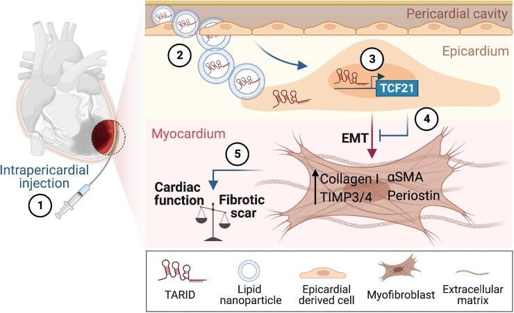 Graphical Abstract