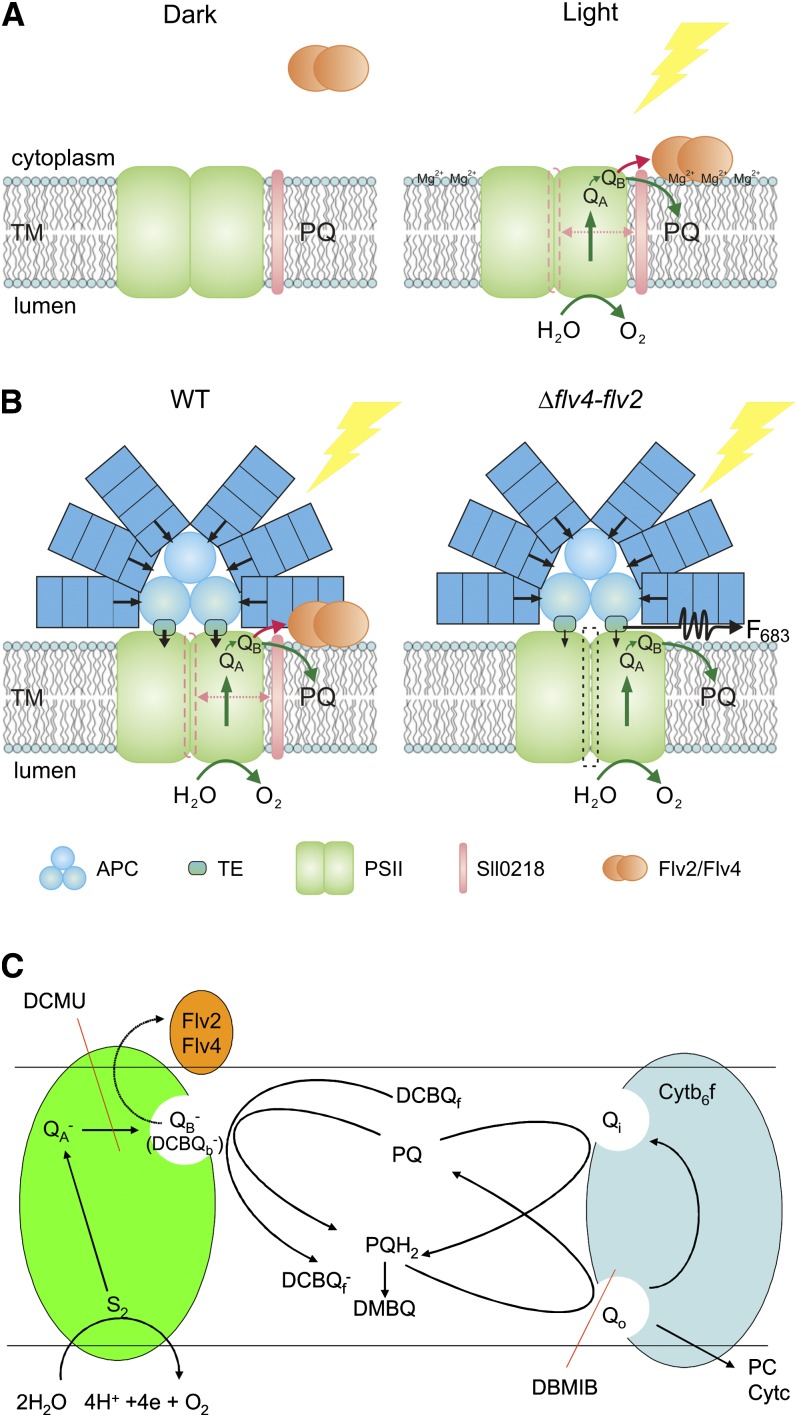 Figure 10.