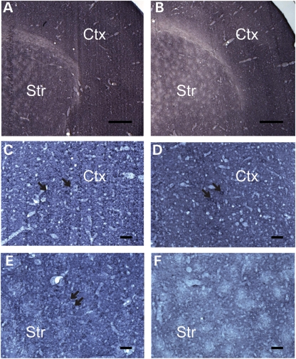 Figure 4.