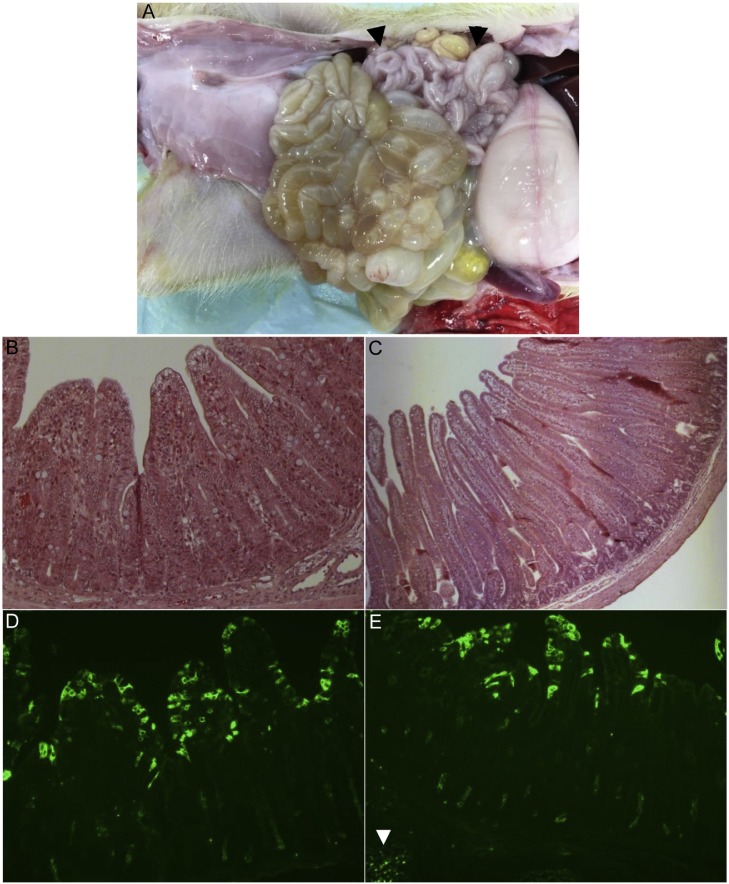 Fig. 4