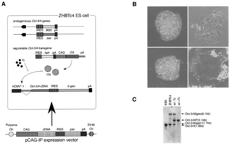 FIG. 1.