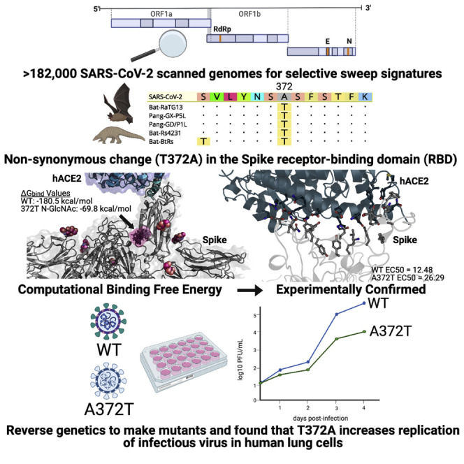 graphic file with name fx1_lrg.jpg