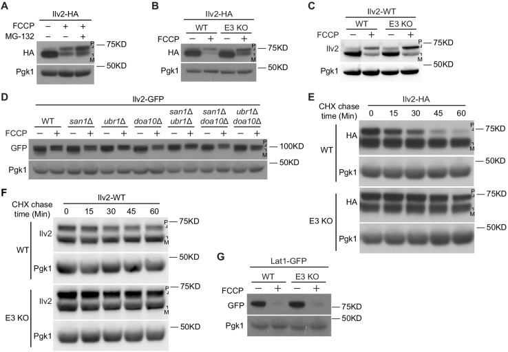 Figure 3—figure supplement 1.