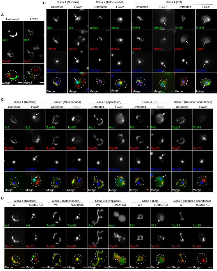 Figure 2—figure supplement 1.