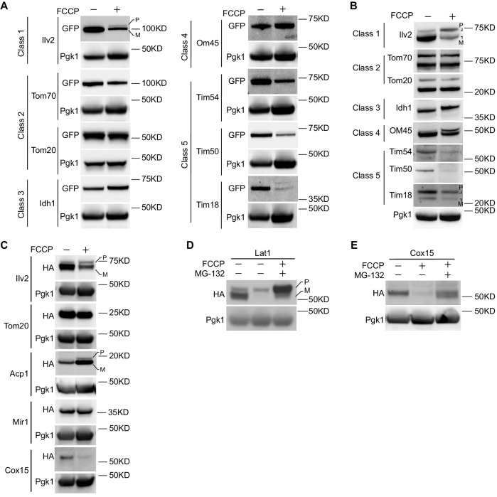 Figure 2—figure supplement 2.