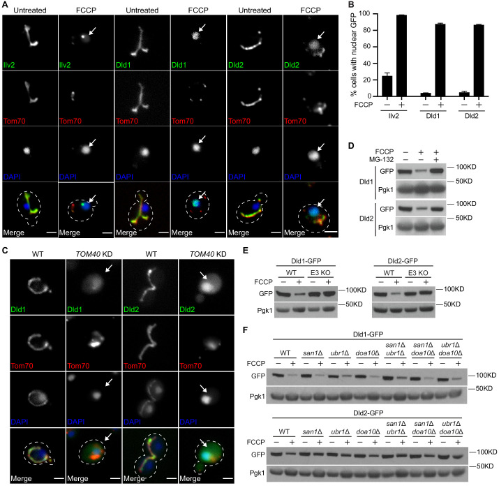 Figure 3—figure supplement 2.