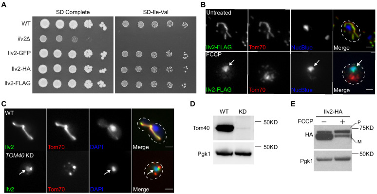 Figure 1—figure supplement 1.