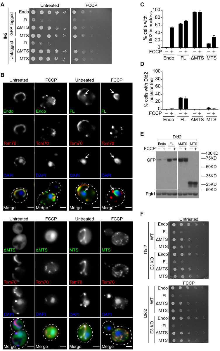 Figure 5—figure supplement 1.