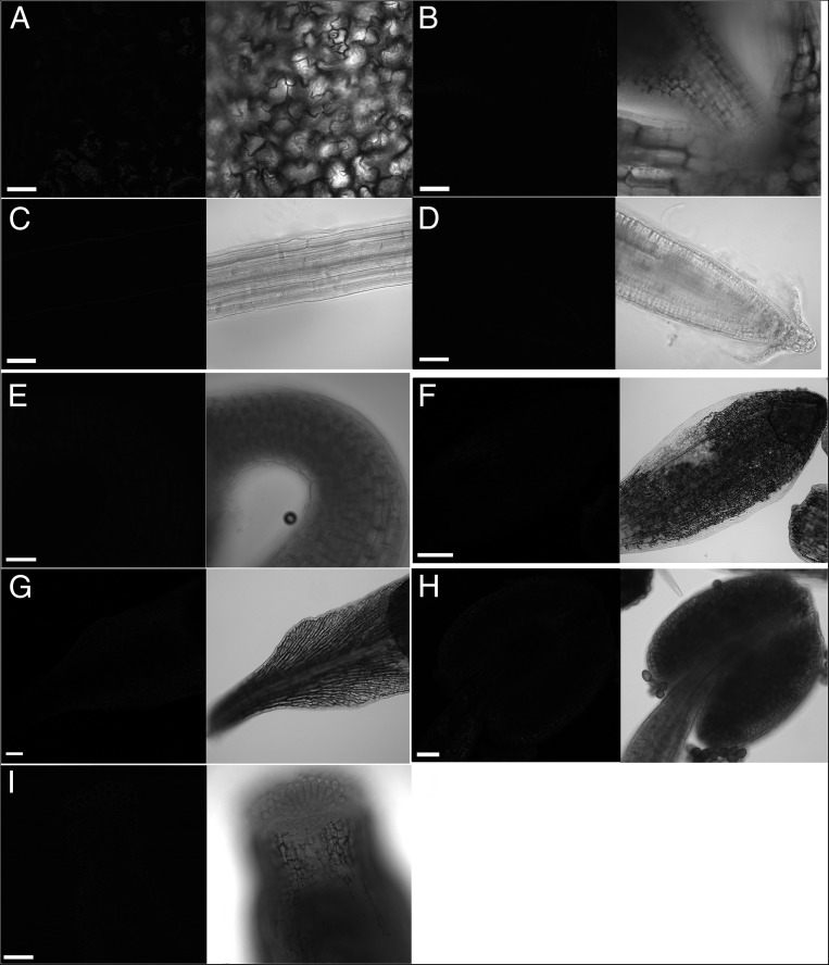 Fig. S12.