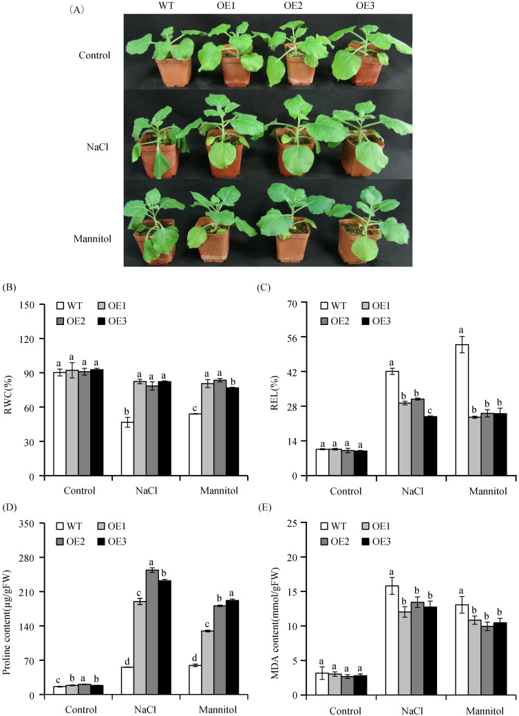 Fig 7
