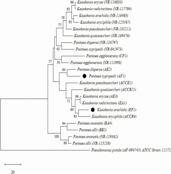 FIGURE 1