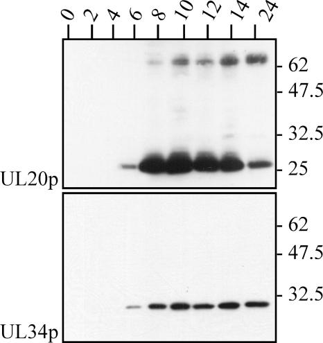 FIG. 8.